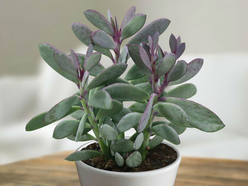 Senecio crassissimus