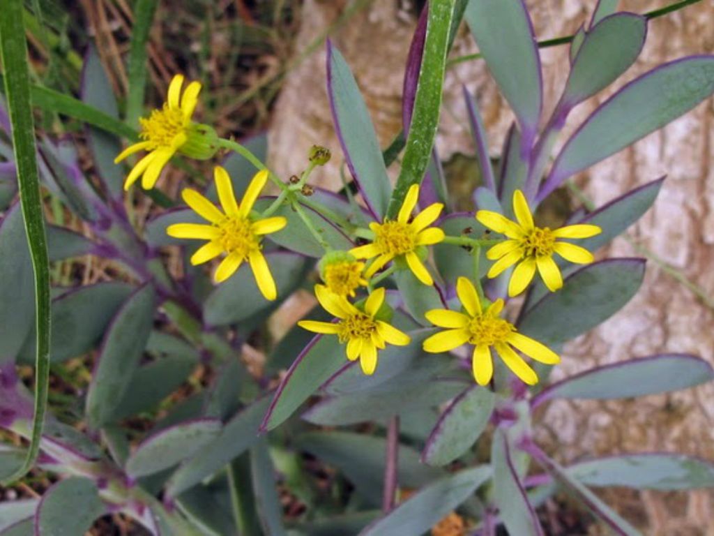 Senecio crassissimus4