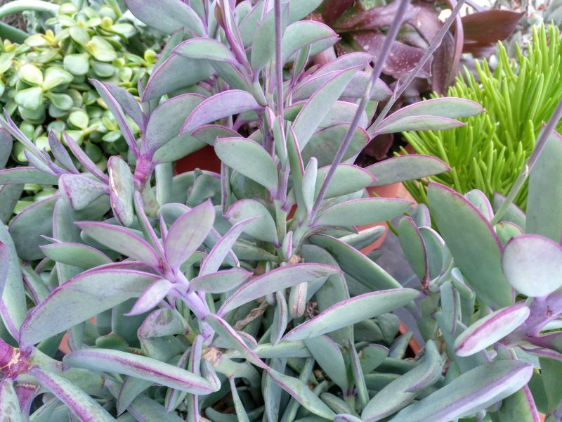 Senecio crassissimus8