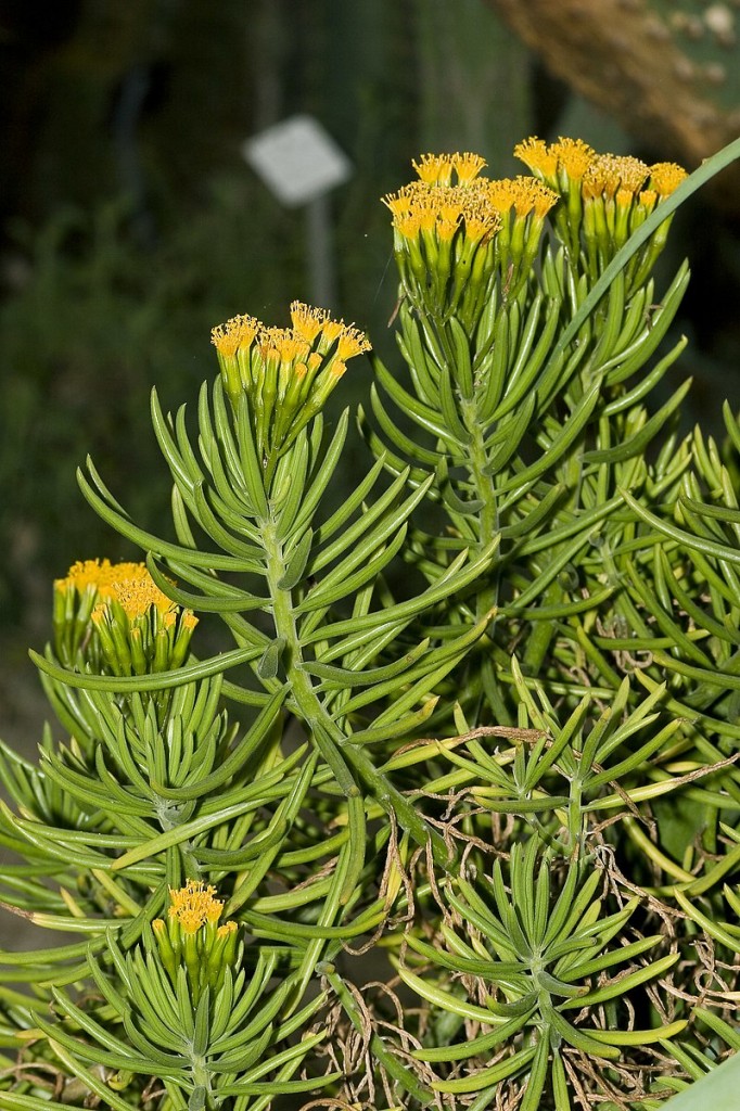 Senecio.barbertonicus