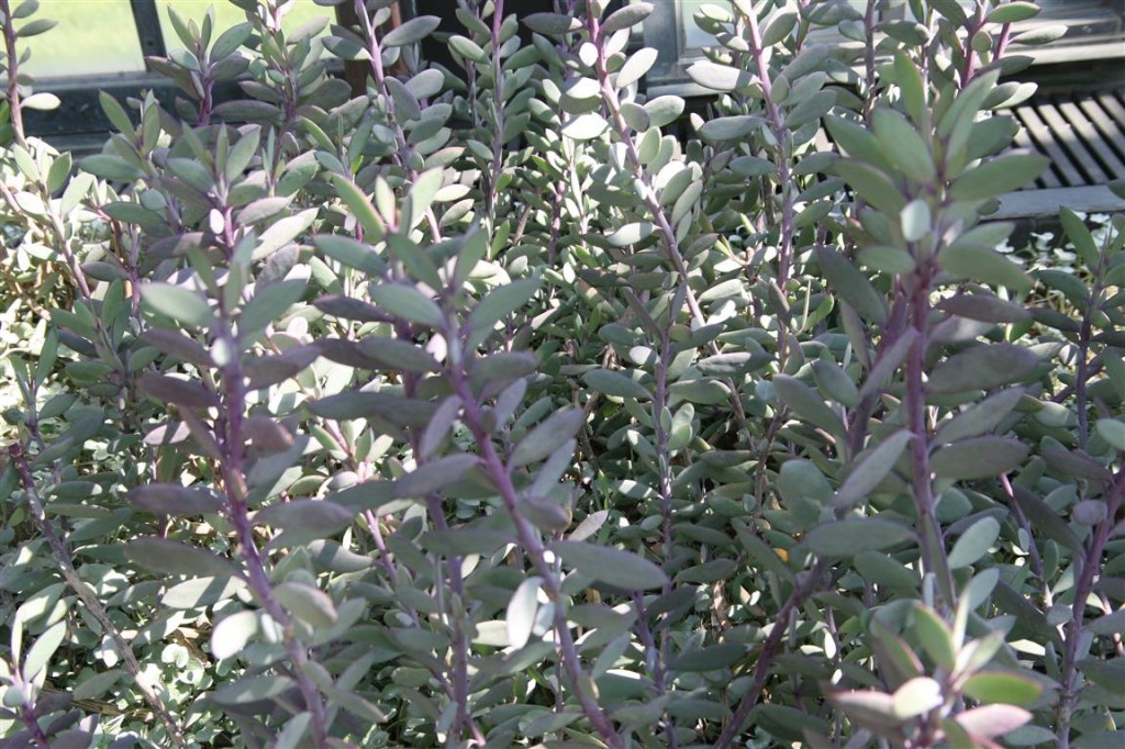 Senecio_crassissimus