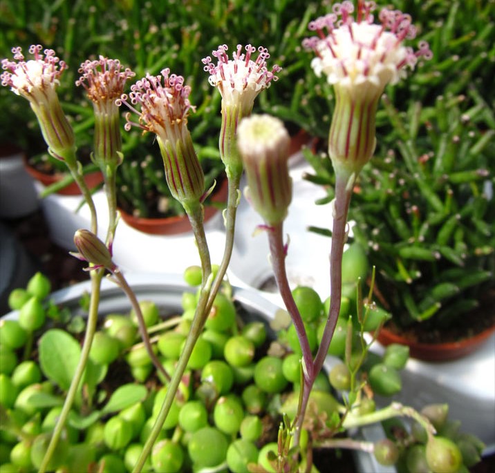 Senecio_herreianus6314