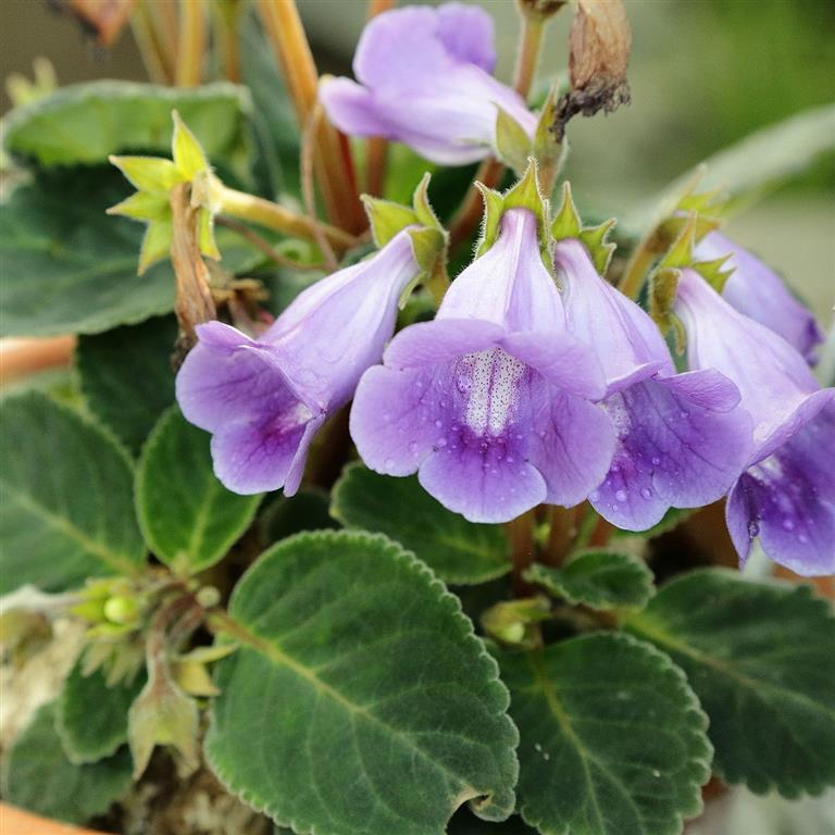 Gloxínia – (Sinningia Speciosa) - PlantaSonya - O seu blog sobre cultivo de  plantas e flores