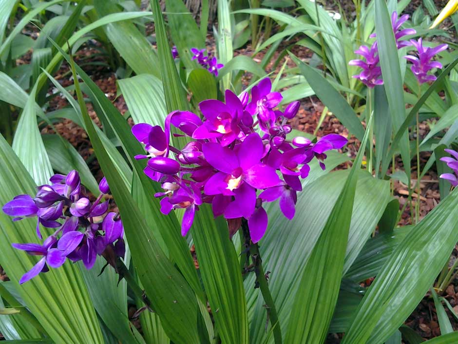 Orquídea-grapete – Vem Ver Plantas e Cultivos