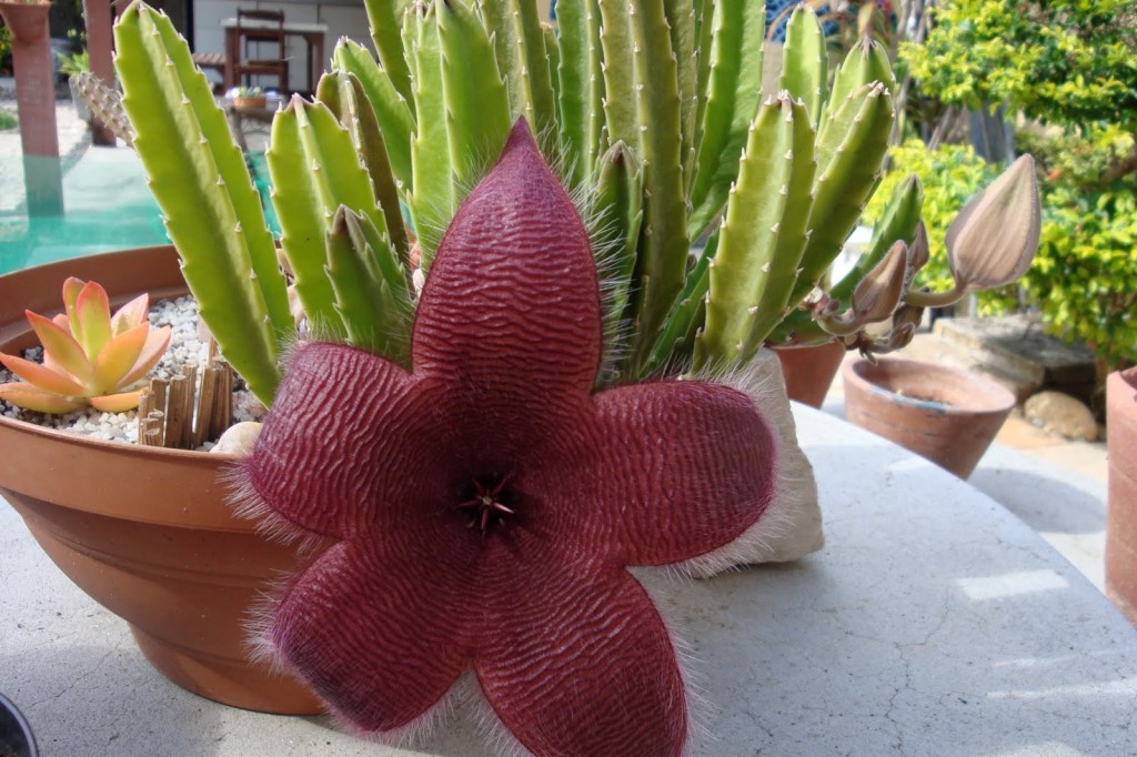 Stapelia-hirsuta