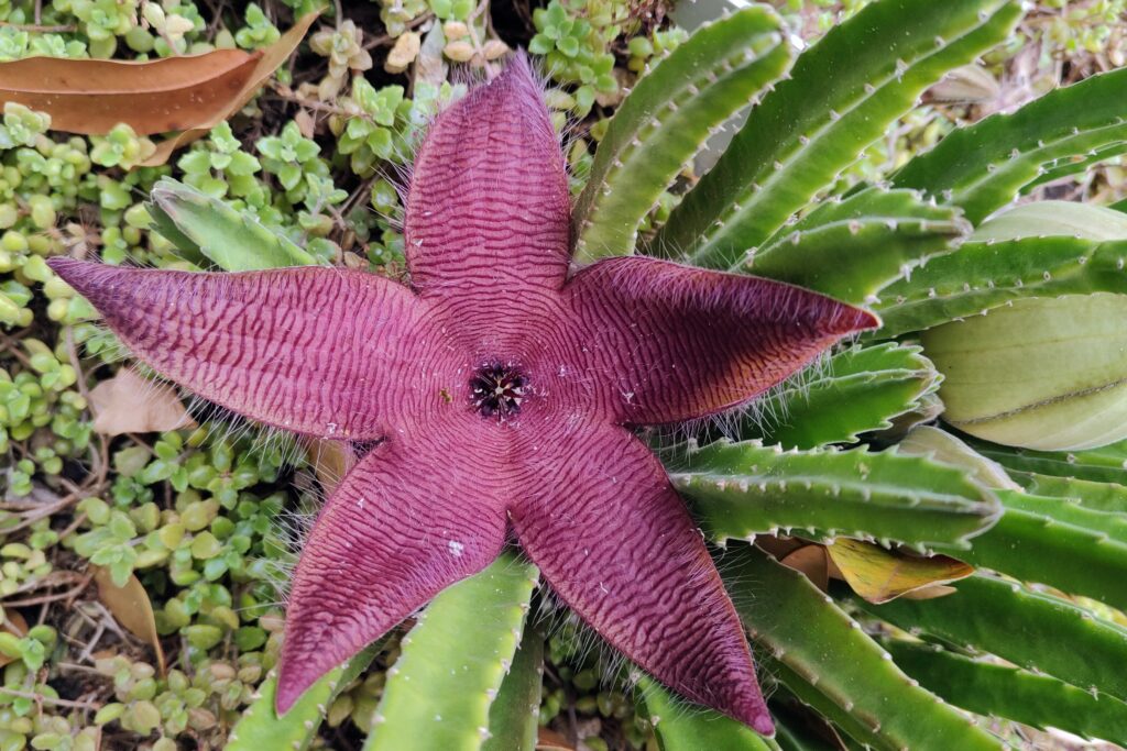Stapelia hirsuta