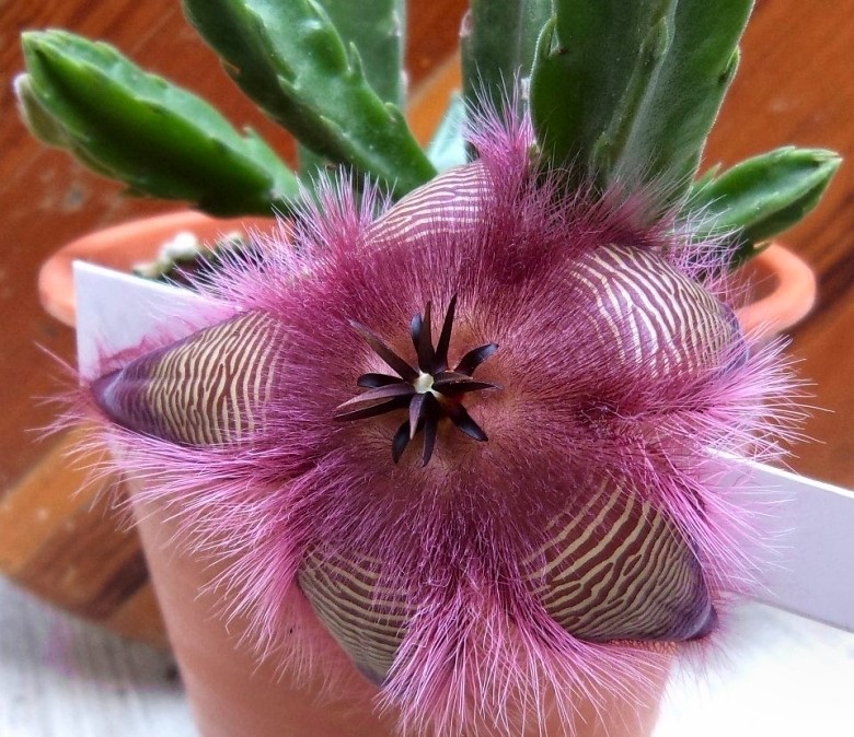 Características e cultivo da Flor-estrela (Stapelia hirsuta) - PlantaSonya  - O seu blog sobre cultivo de plantas e flores