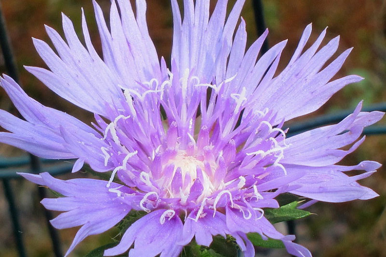 Stokesia laevis1