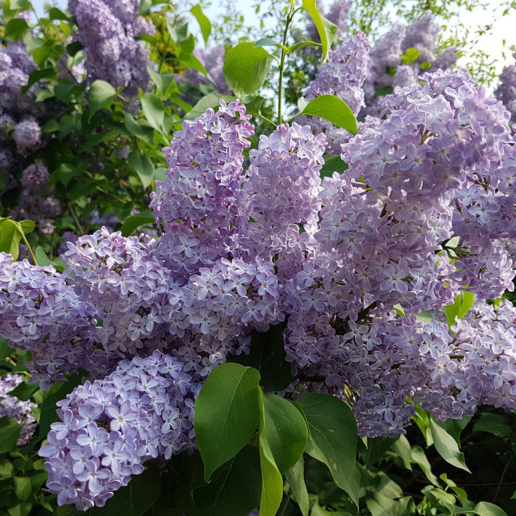 Syringa vulgaris Katherine Havemeyer