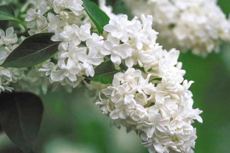 Syringa vulgaris Madame Lemoine
