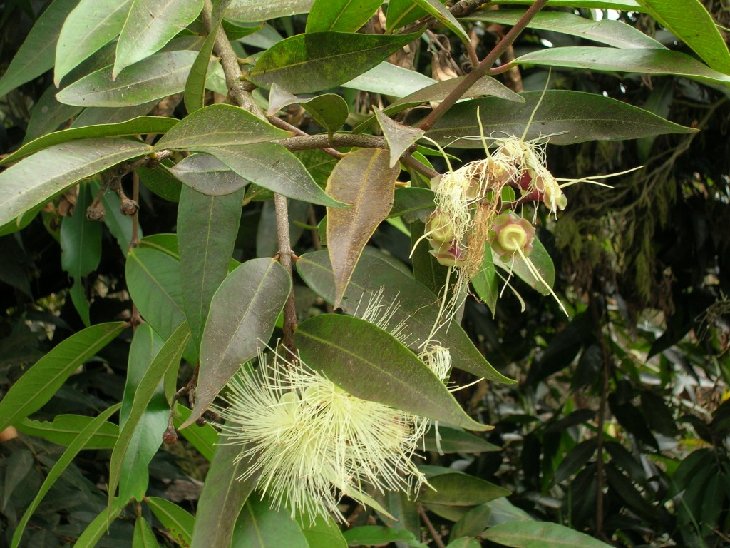 Syzygium_jambos