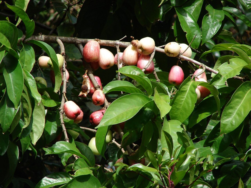 Syzygium_malaccense