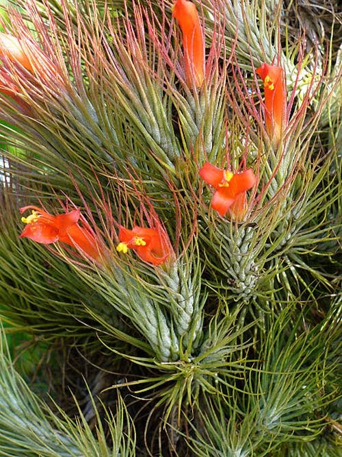 TILLANDSIA-FUNCKIANA