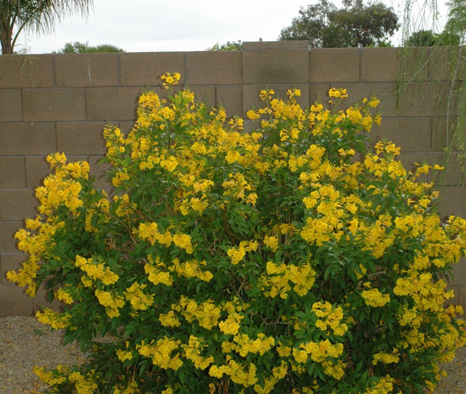 Como cultivar o Ipê-de-jardim (Tecoma stans) - PlantaSonya - O seu blog  sobre cultivo de plantas e flores