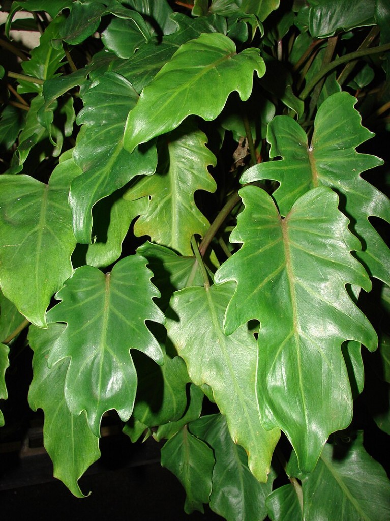 Philodendron xanadu