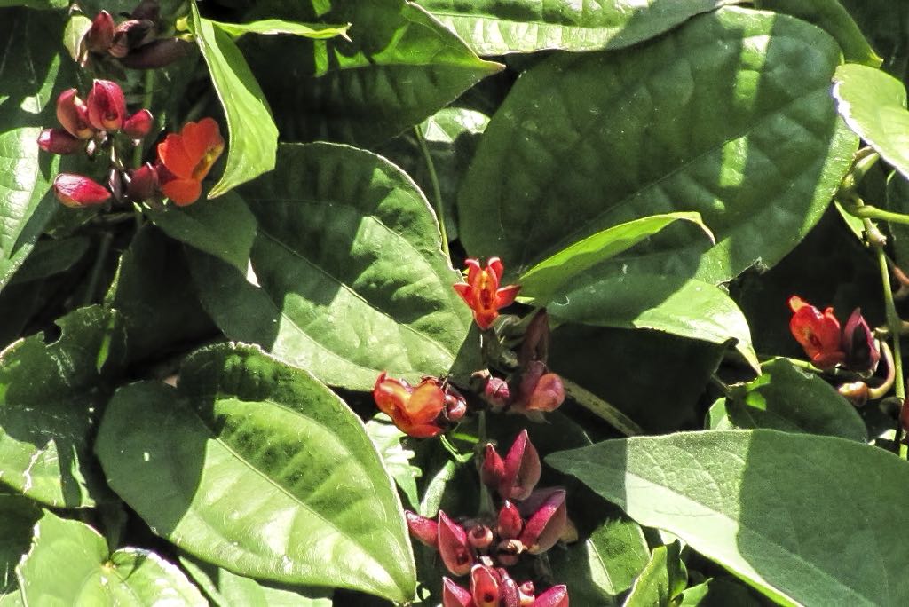 Thunbergia coccinea
