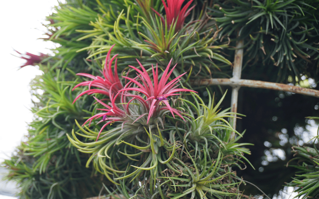 Tillandsia-02