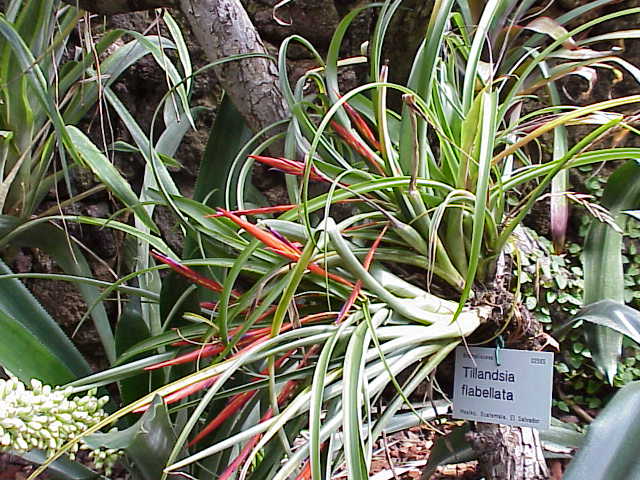 Tillandsia flabellata