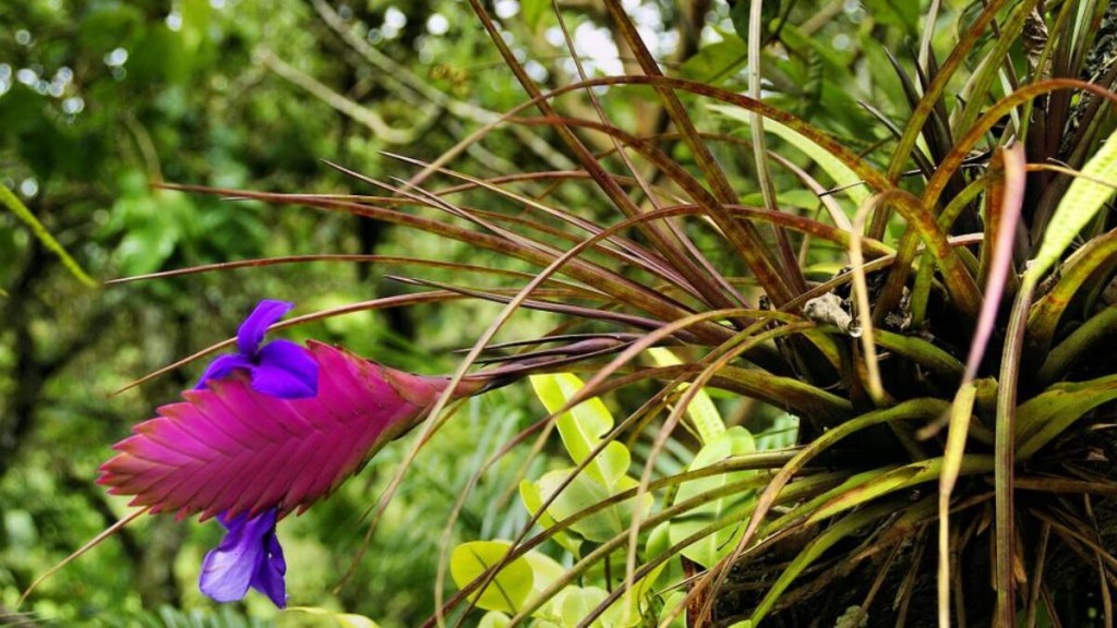 Tillandsia