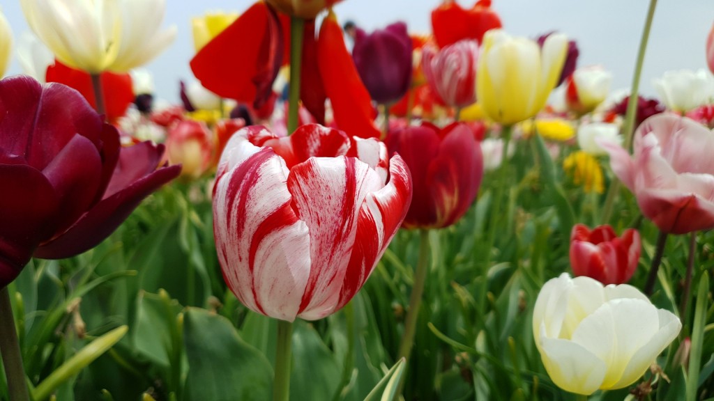 Tulipas 5
