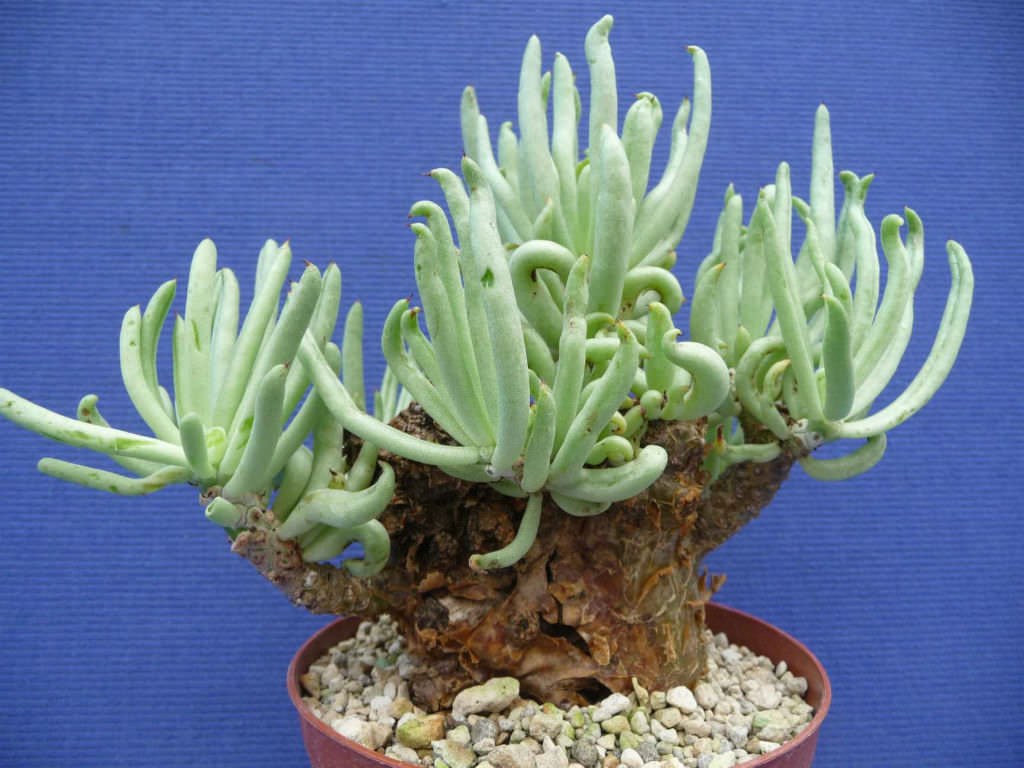 Tylecodon pearsonii