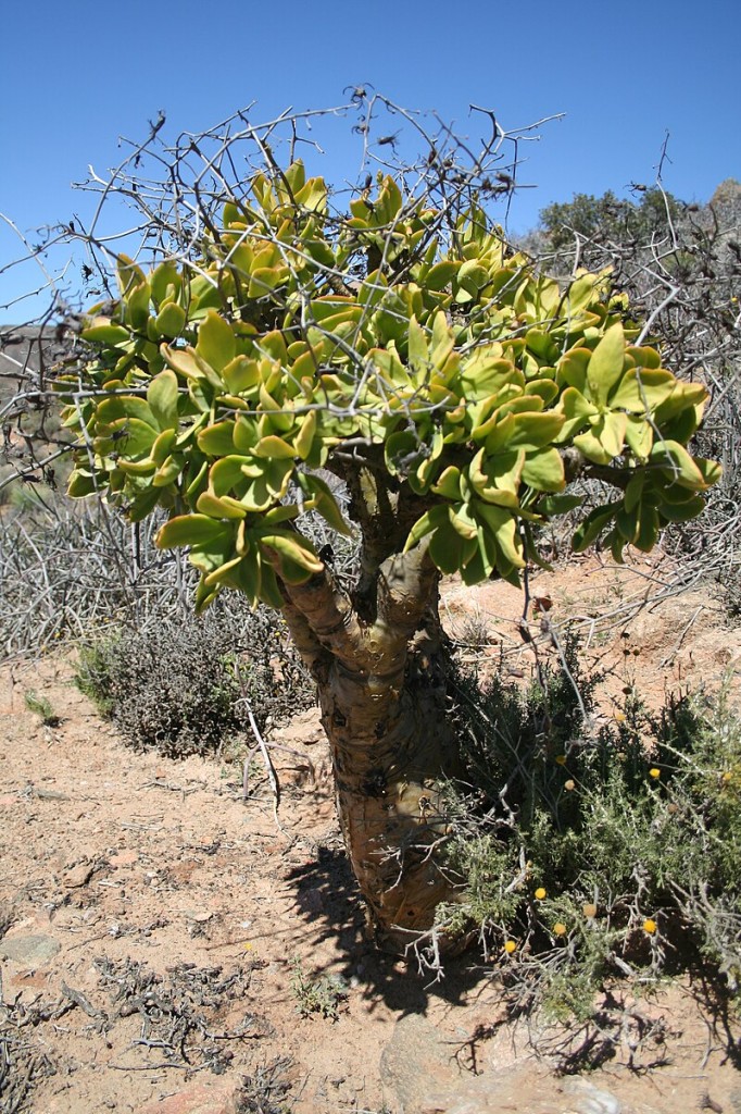 Tylecodon_paniculatum