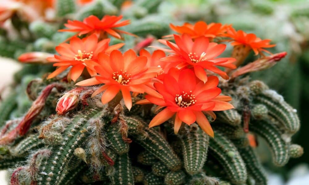 Echinopsis-chamaecereus.jpg9