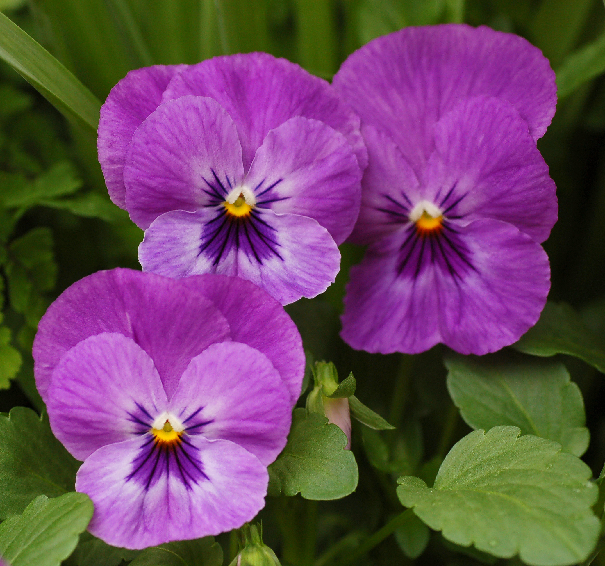 Características e cultivo da Violeta-borboleta (Viola x Wittrockiana ...