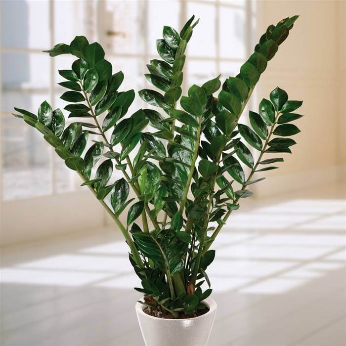 Zamioculcas