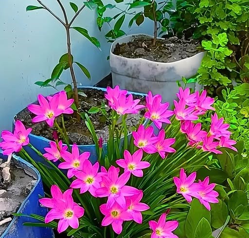 Zephyranthes minuta,