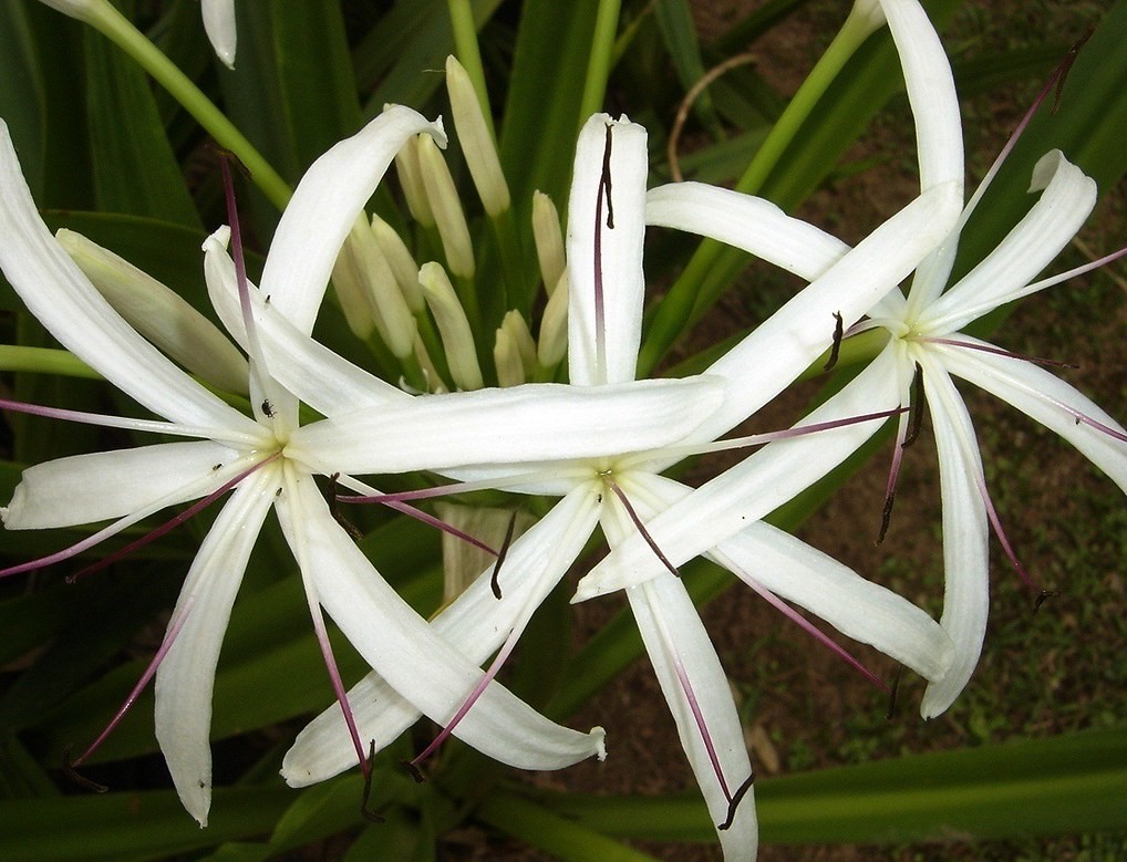 Cultivo e cuidados da Açucena-da-água (Crinum erubescens) - PlantaSonya - O  seu blog sobre cultivo de plantas e flores