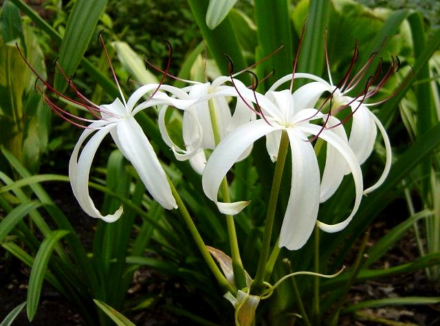 Características e cultivo da Açucena-da-água (Crinum Erubescens) -  PlantaSonya - O seu blog sobre cultivo de plantas e flores