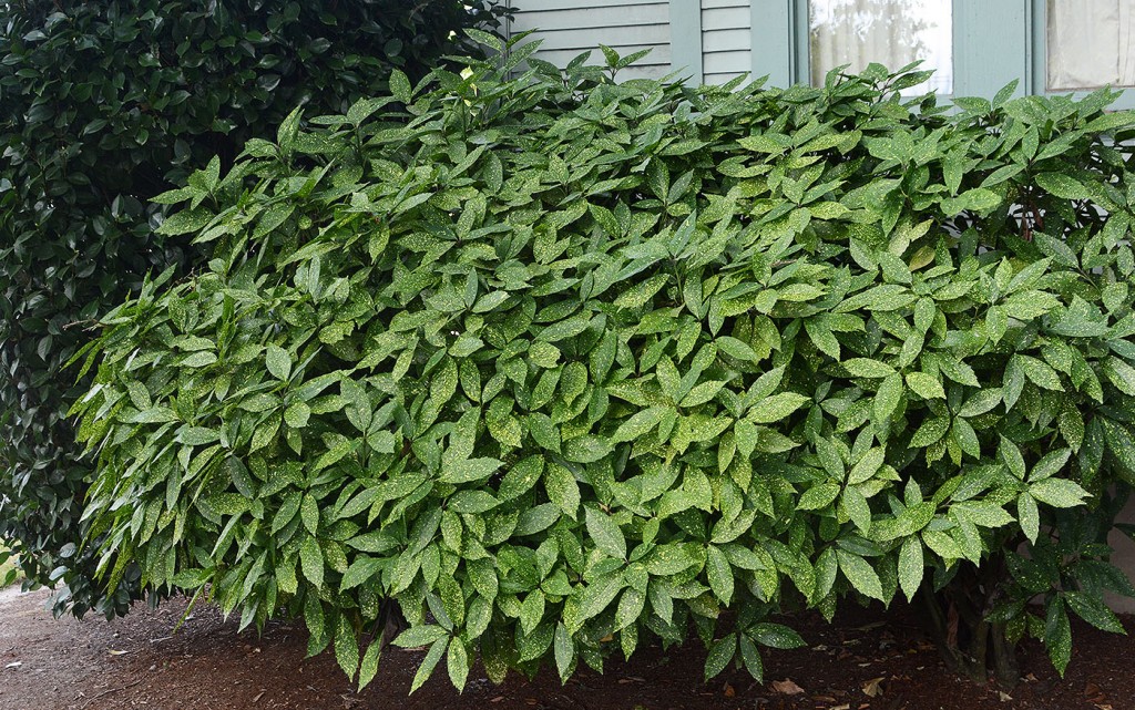 acuba japonica variegata