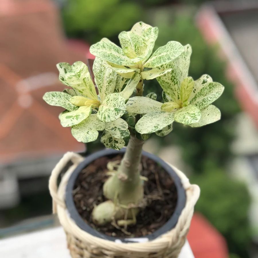 adenium variegata