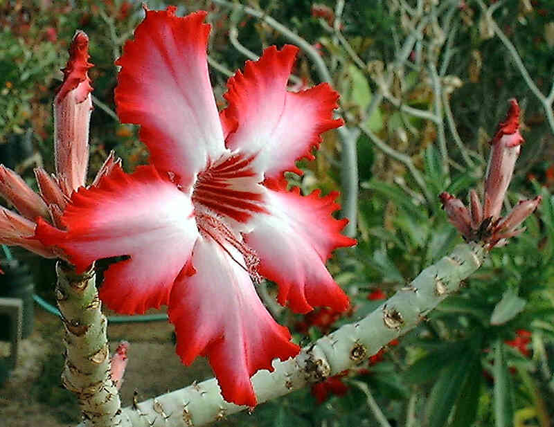 adenium