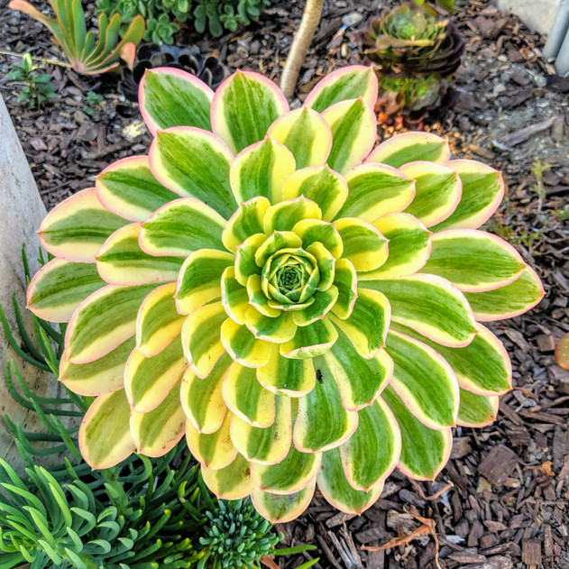 aeonium_sunburst