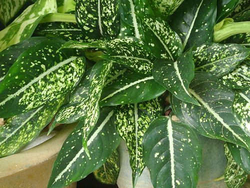 aglaonema-costatum-1