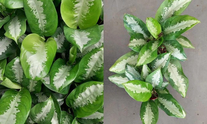 aglaonema-pataya