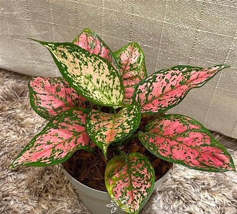 aglaonema rosa 