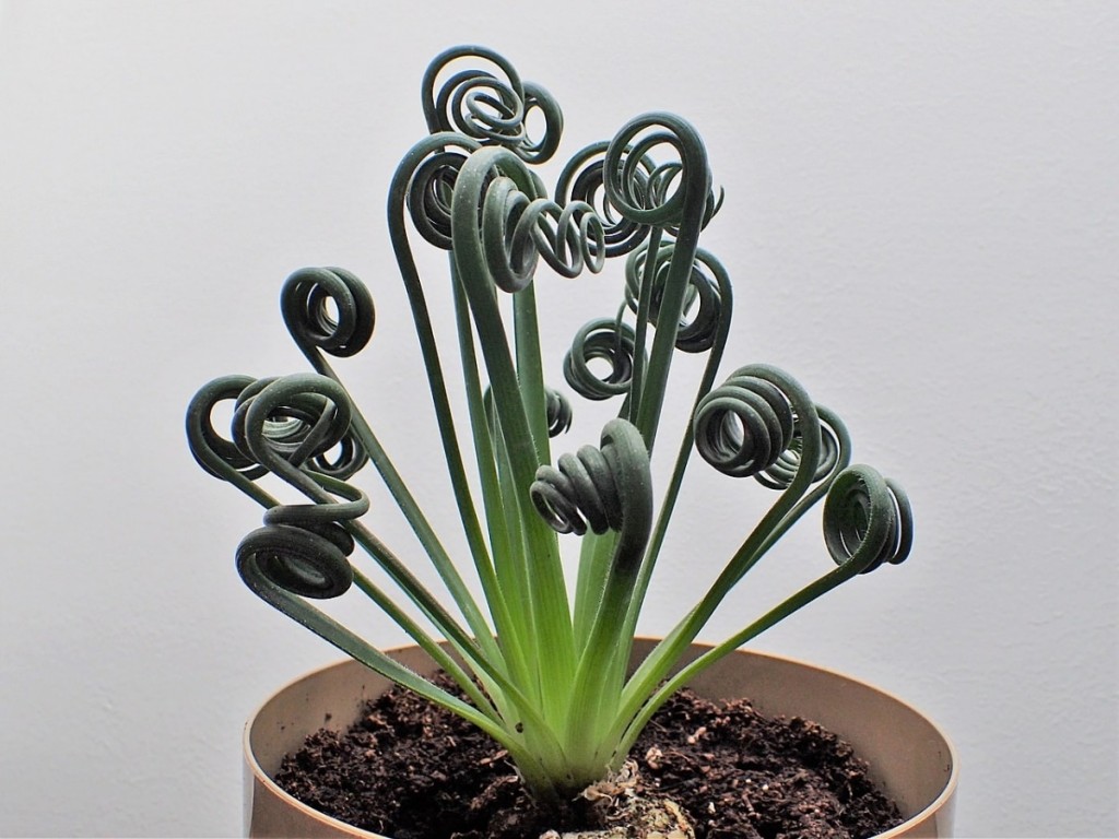 albuca-spiralis