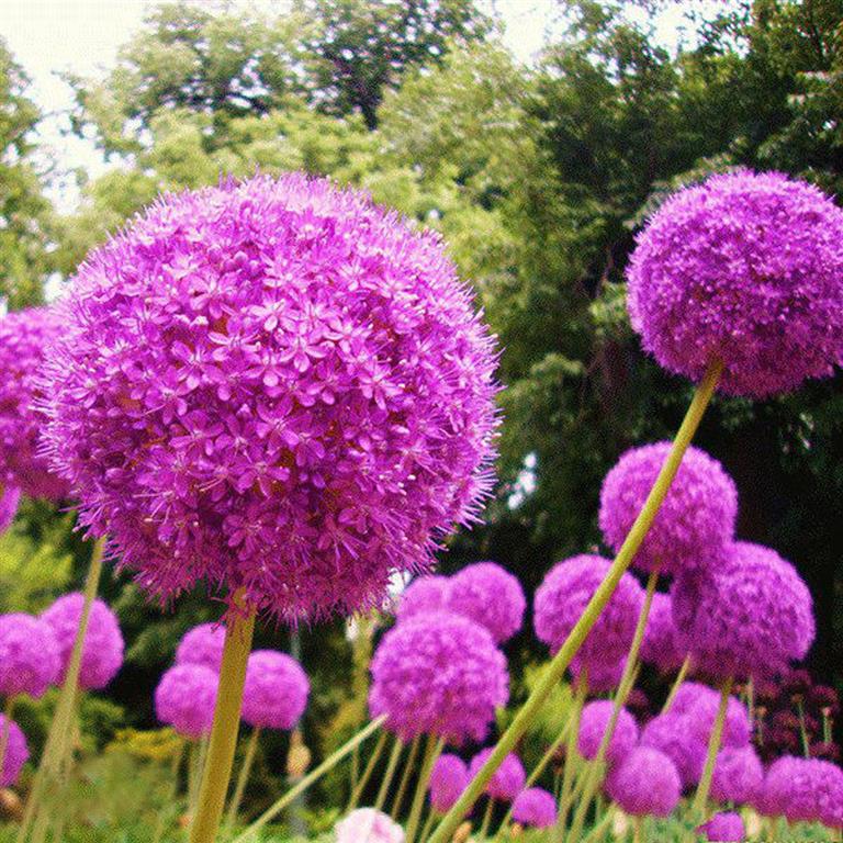 Saiba como cultivar o Alho ornamental (Allium Giganteum) - PlantaSonya - O  seu blog sobre cultivo de plantas e flores