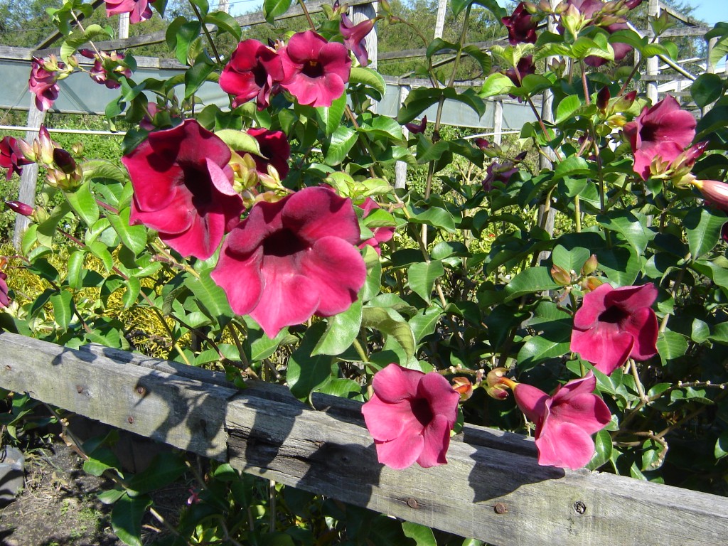 allamanda-vermelha07