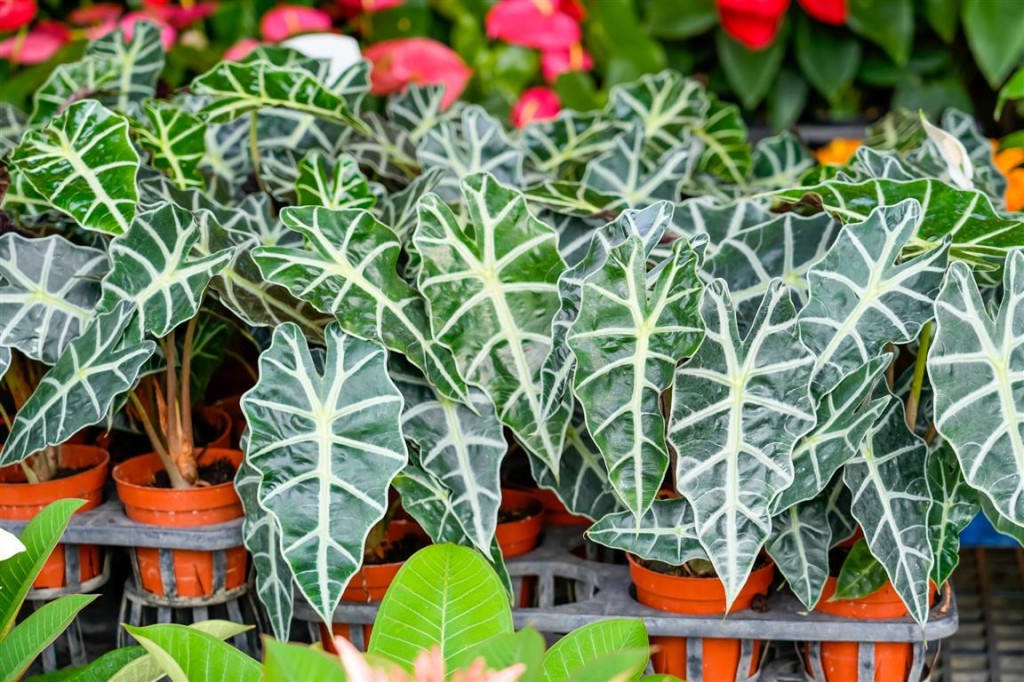 alocasia
