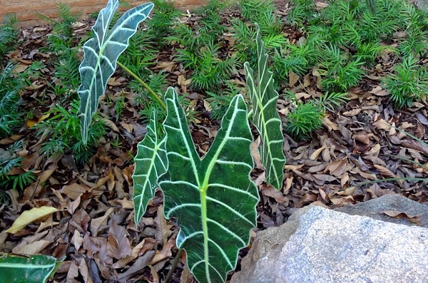 alocasia amazônica