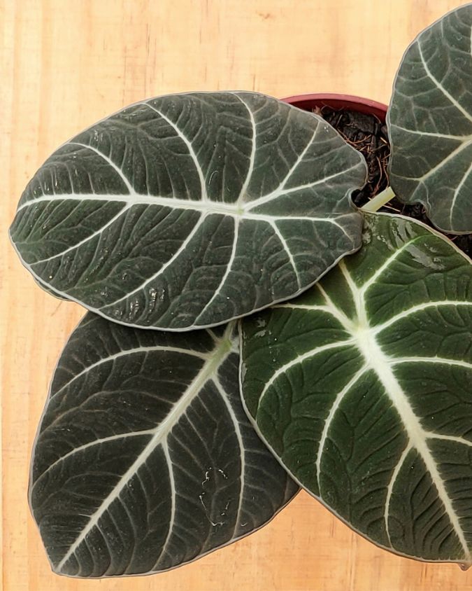 alocasia-black