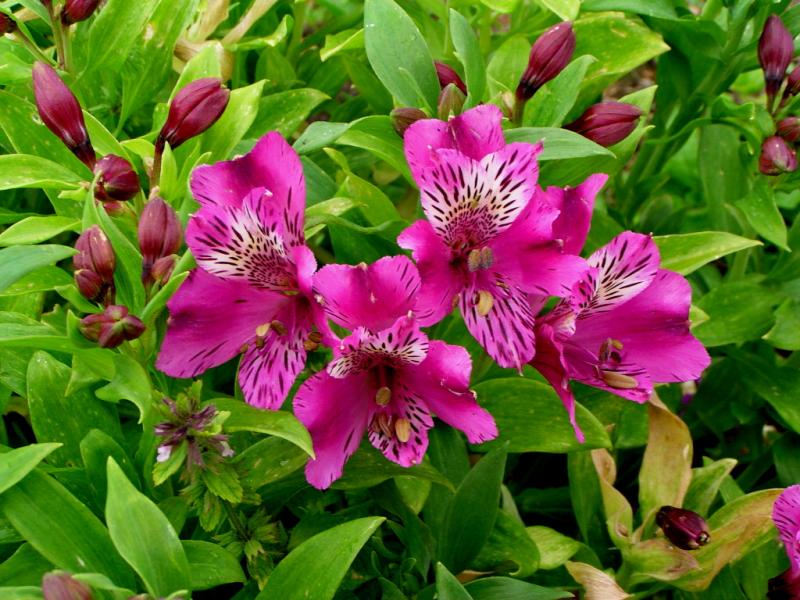 Saiba como cuidar de Astromélia (Alstroemerias hybridas) - PlantaSonya - O  seu blog sobre cultivo de plantas e flores