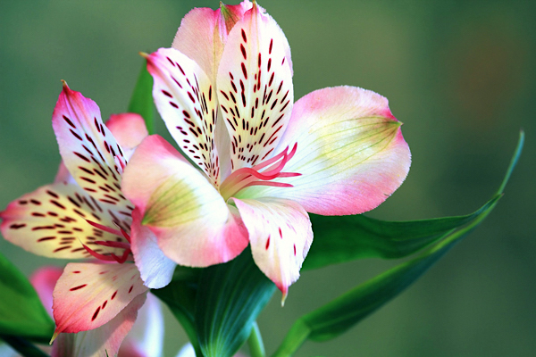 alstroemeria-hybrida-1-1