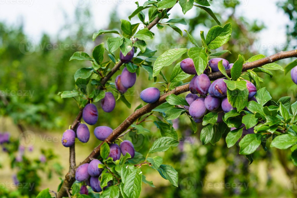 ameixa-prunus-domestica-