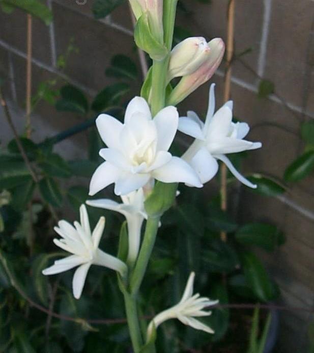 Como cuidar e plantar a Angélica (Polianthes tuberosa L.) - PlantaSonya - O  seu blog sobre cultivo de plantas e flores