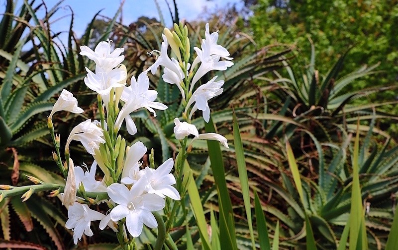 angelica-polianthes-tuberosa